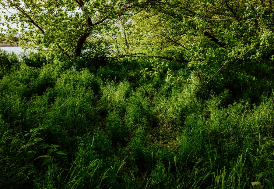 Cedar and understory brush cleared from beneath a standing oak canopy