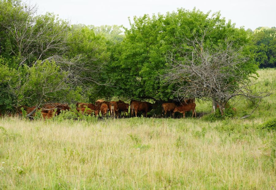 Reclaimed grazing pasture with a cleared fence line ready for wire