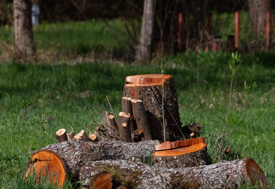 Stump grinder cutting a hardwood stump below grade with chips backfilling the hole